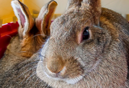 <strong>Sherlock</strong>