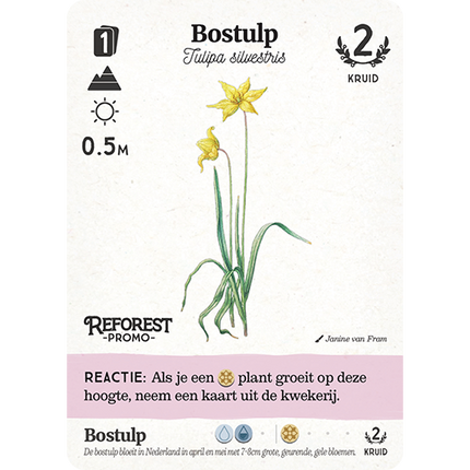 Reforest: OerboX (incl. promo) - Pakket (NL) [PRE ORDER]